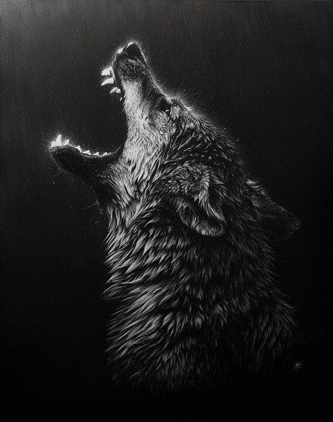 wolf wallpaper