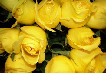 History and Meaning of Yellow Roses - ProFlowers Blog