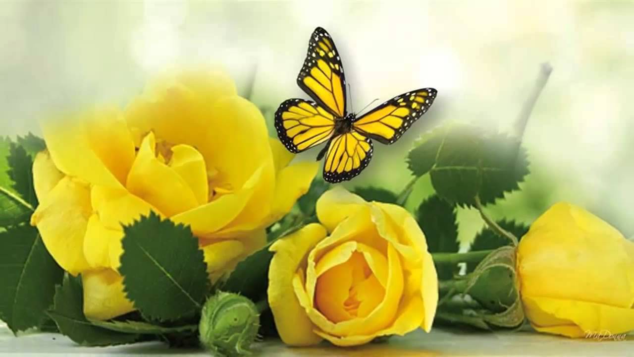 Yellow Roses       (music Michel Pepe)        - YouTube