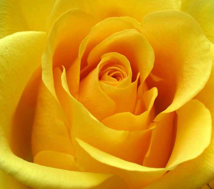 78 Best images about Yellow Roses on Pinterest | Friendship