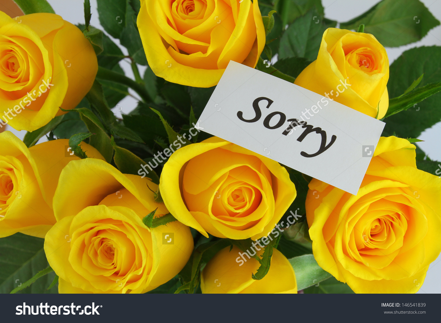 Sorry Card Yellow Roses Stock Photo 146541839 - Shutterstock