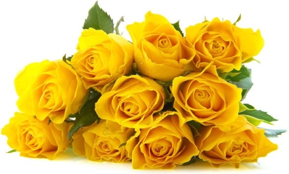 yellow roses images