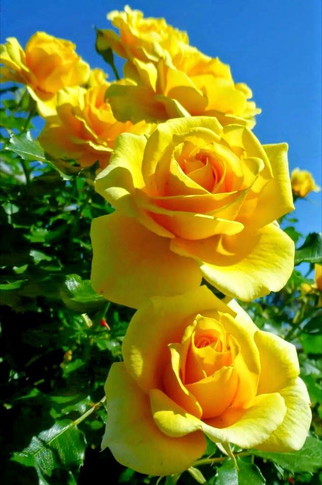1000+ ideas about Yellow Roses on Pinterest | Roses, Flower