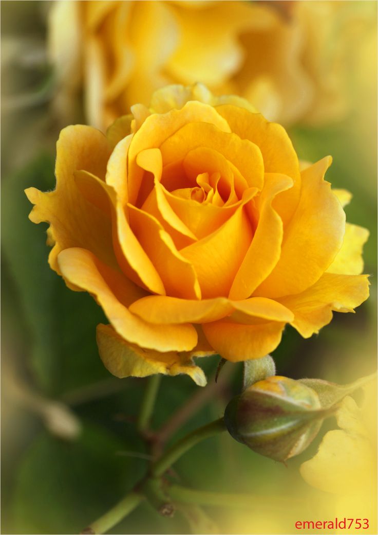 10+ ideas about Yellow Roses on Pinterest | Roses, Flower meanings