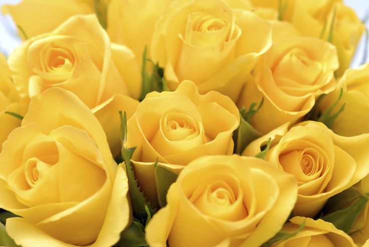 Collection of Yellow Roses Images on HDWallpapers